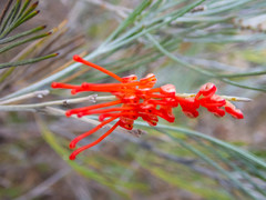 Grevillea cagiana