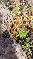 Myosurus apetalus montanus