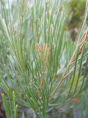 Grevillea cagiana