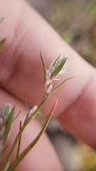 Polygonum californicum