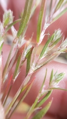 Polygonum californicum