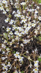 Porterella carnosula