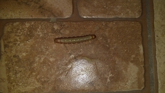 Litoprosopus futilis