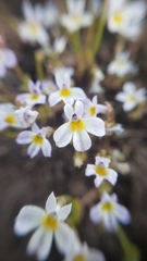 Porterella carnosula