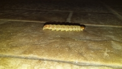 Litoprosopus futilis