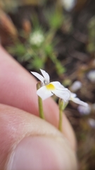 Porterella carnosula