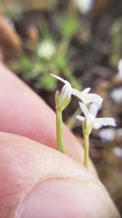 Porterella carnosula