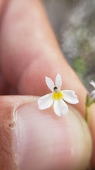 Porterella carnosula