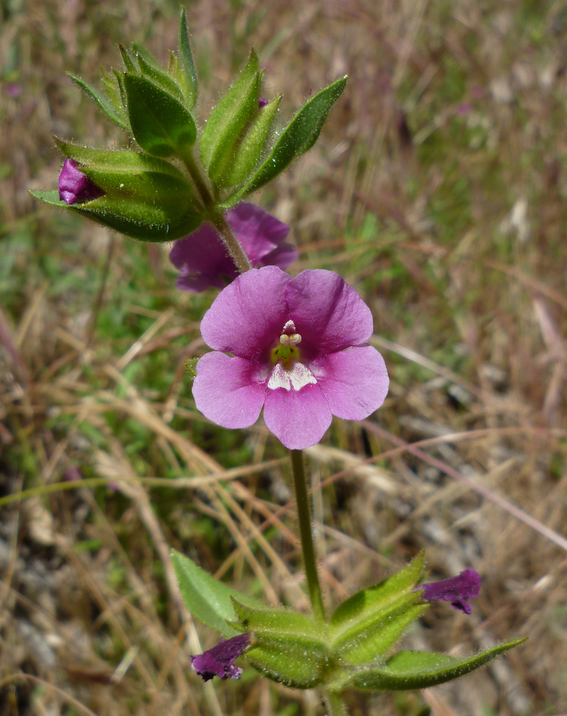 Bolander's monkeyflower