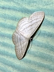 Scopula despoliata