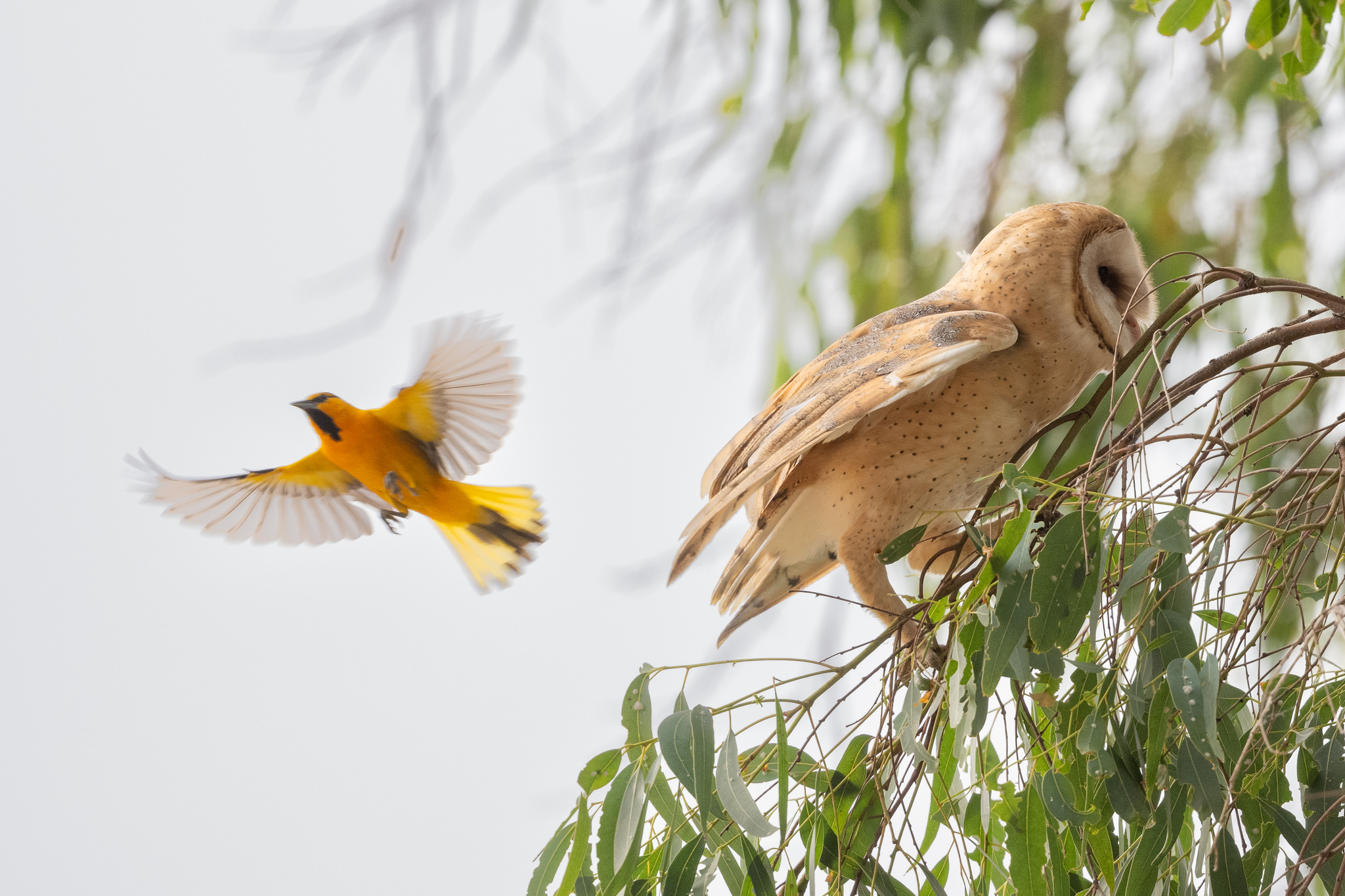 Bullock's Oriole (Icterus bullockii)