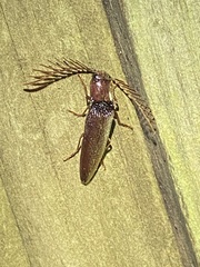 Dicrepidius palmatus