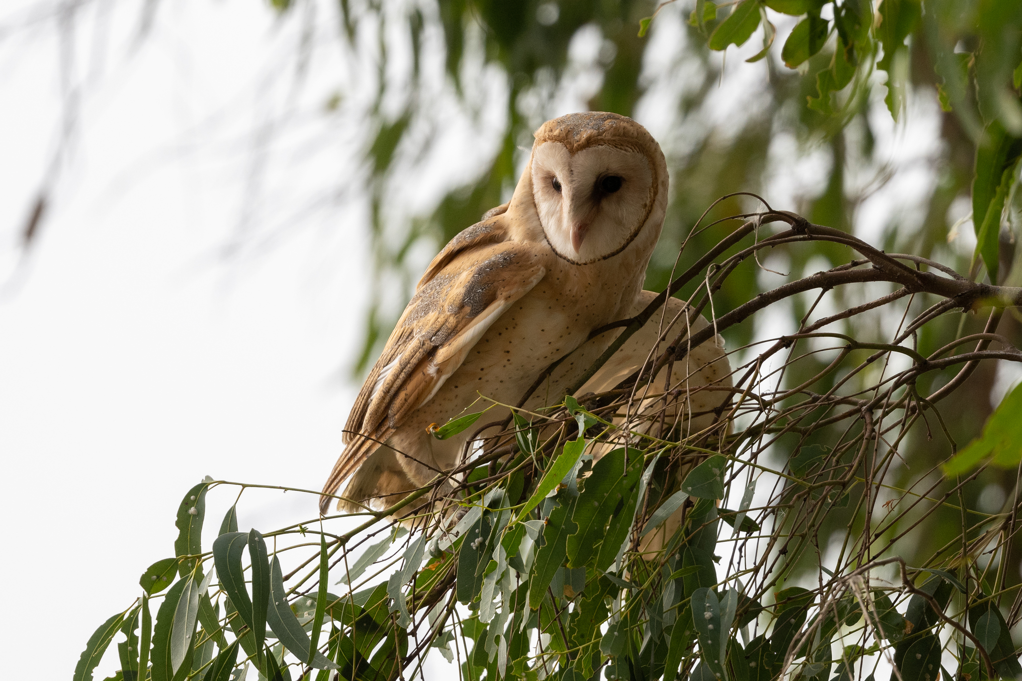 American Barn Owl (Tyto furcata)