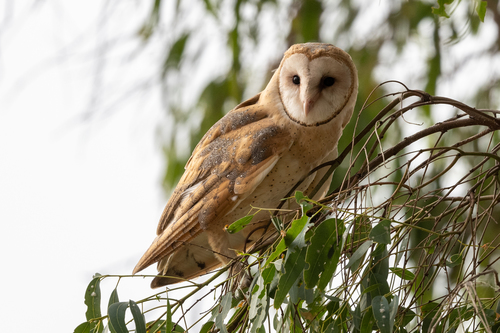Lechuza Común Americana (Tyto furcata)