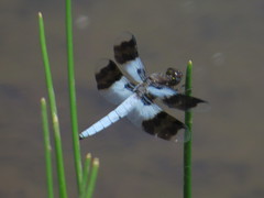 Plathemis subornata