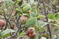 Psilopsiagon aurifrons