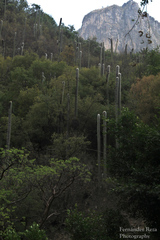 Cephalocereus senilis