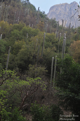 Cephalocereus senilis