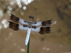 Plathemis subornata