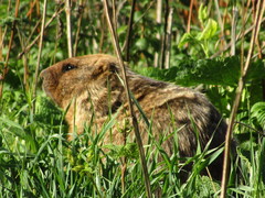 Marmota kastschenkoi