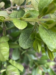 Eurytetranychus buxi