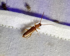 Smodicum cucujiforme