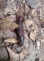 Platydracus cinnamopterus