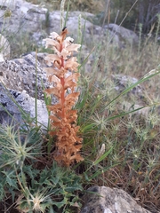 Orobanche caryophyllacea