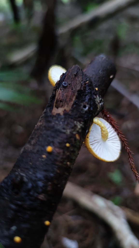 Golden-scruffy Collybia from Northland 0473, New Zealand on June 5 ...