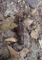 Platydracus cinnamopterus