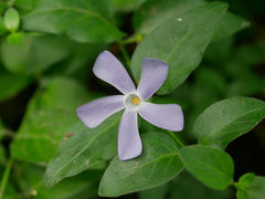 Vinca herbacea