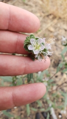Phacelia purpusii