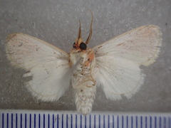 Comana miltochyta