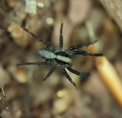 Schizocosa crassipes