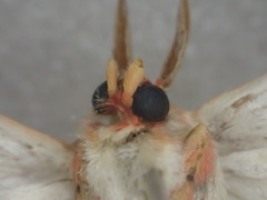 Comana miltochyta