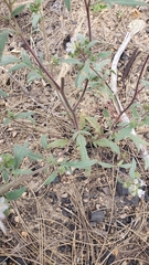 Phacelia purpusii