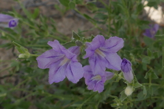 Dipteracanthus australasicus