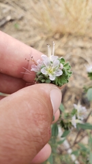 Phacelia purpusii