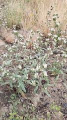 Phacelia purpusii