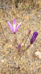 Brodiaea sierrae