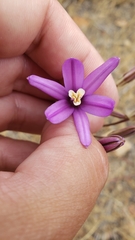 Brodiaea sierrae