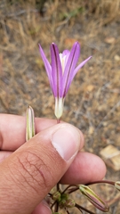 Brodiaea sierrae