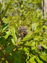 Gastrolobium bilobum