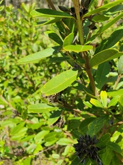 Gastrolobium bilobum