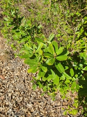 Gastrolobium bilobum