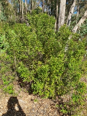 Gastrolobium bilobum