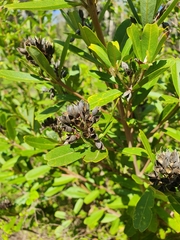 Gastrolobium bilobum