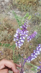Vicia villosa villosa