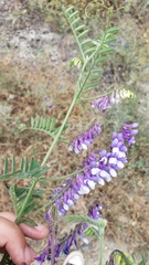Vicia villosa villosa