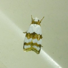 Heteroteucha dimochla